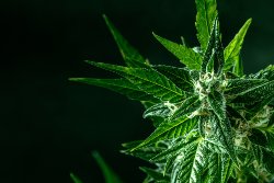 new business startups