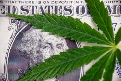 cannabis tax services